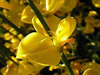 Spartium junceum (fam Papilionacees) (rg Mediterraneenne) (3) (Photo F. Mrugala)